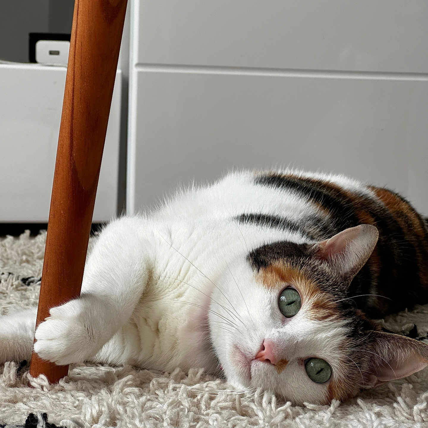 Toone participe au concours pour gagner de l'argent avec cette photo : abyssinian, animal, architecture, building, cat, computer, electronics, furniture, handrail, hardwood, homedecor, indoors, kitten, laptop, livingroom, manx, pc, pet, room, wood