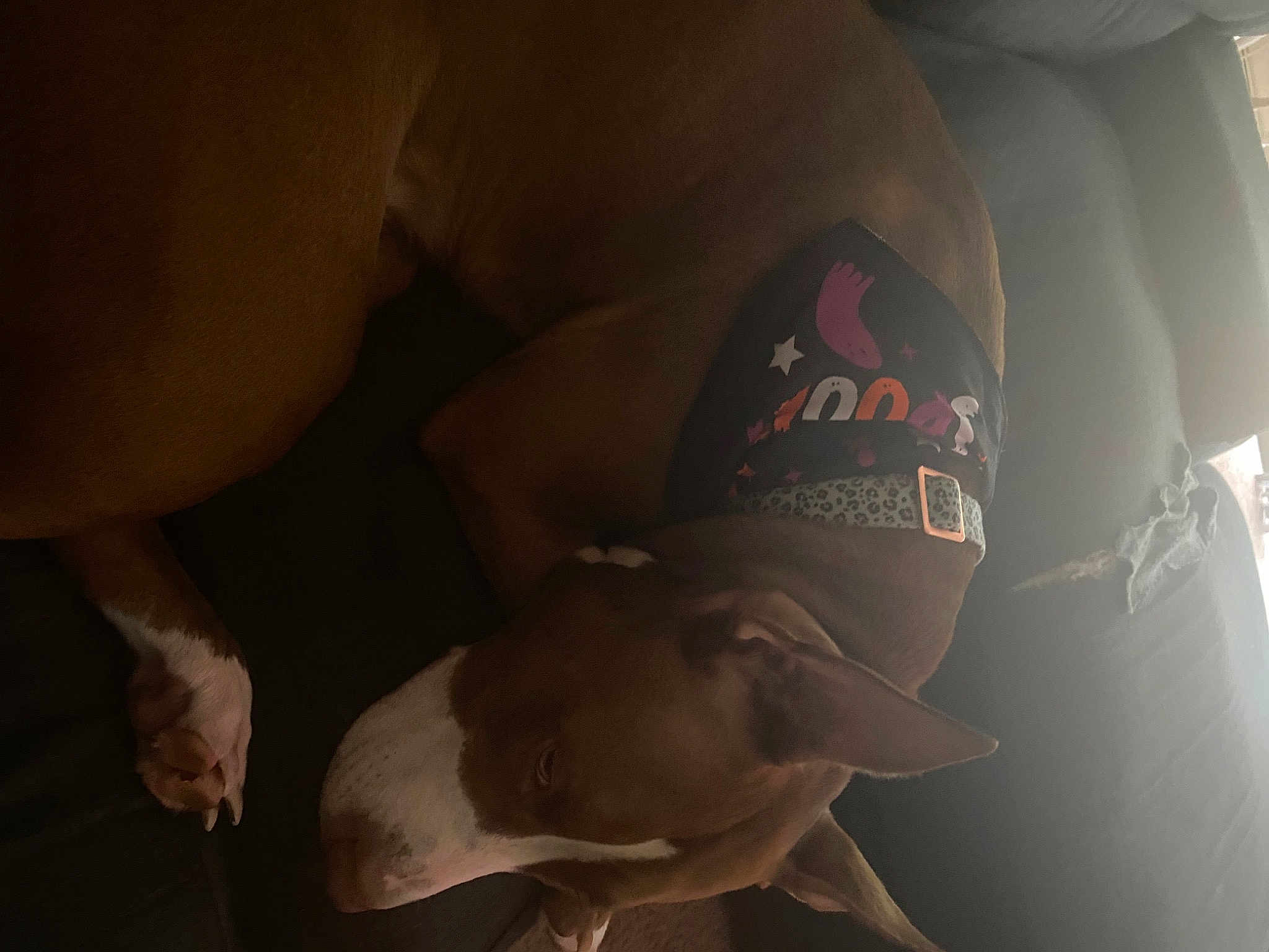 Koda