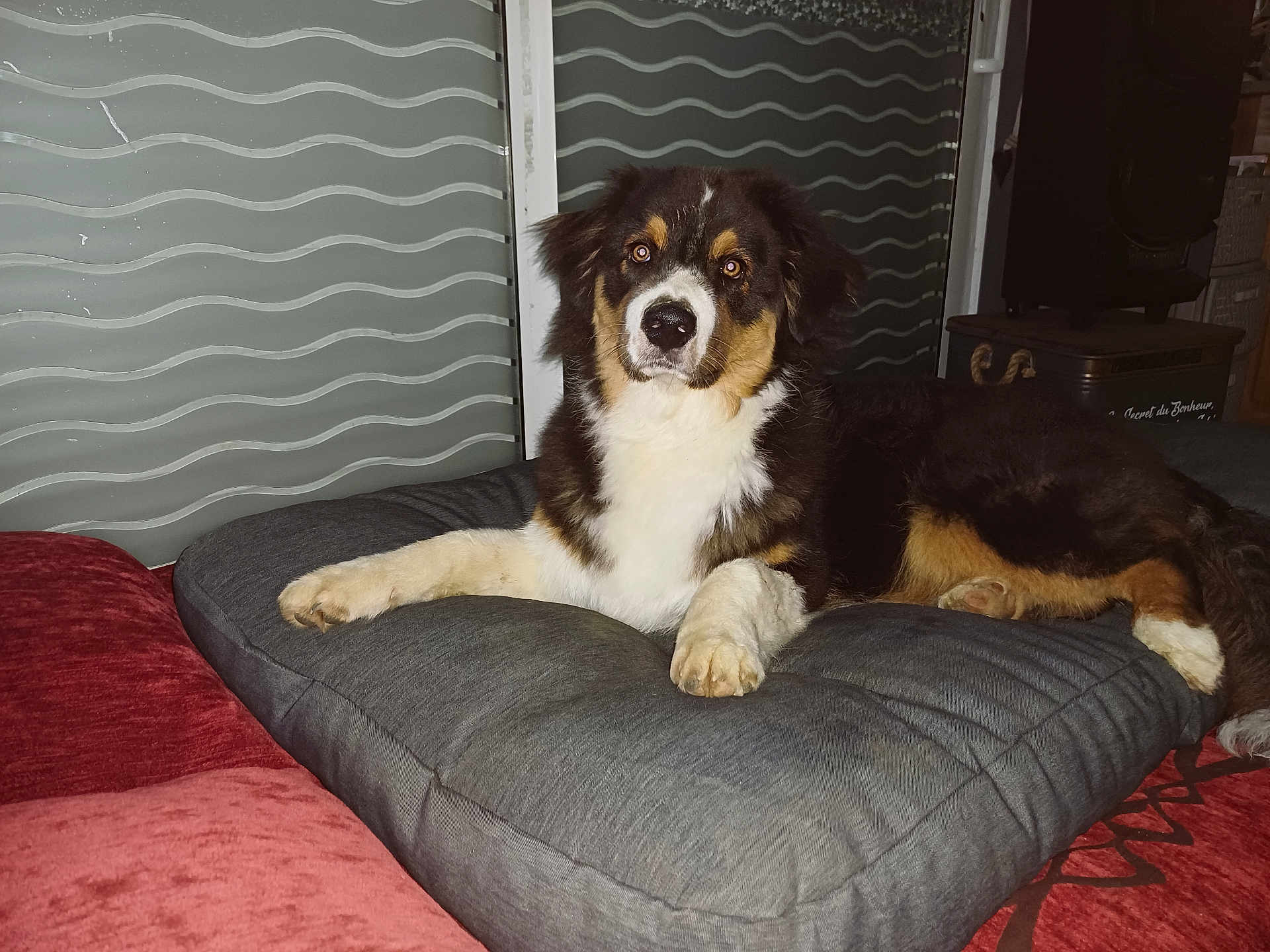 Apollo participe au concours pour gagner de l'argent avec cette photo : dog, cushion, sofa, indoor, pet, tricolor, fur, paw, resting, furniture, home, cozy, animal, muzzle, ears, looking, laying, wall, decor, relaxed