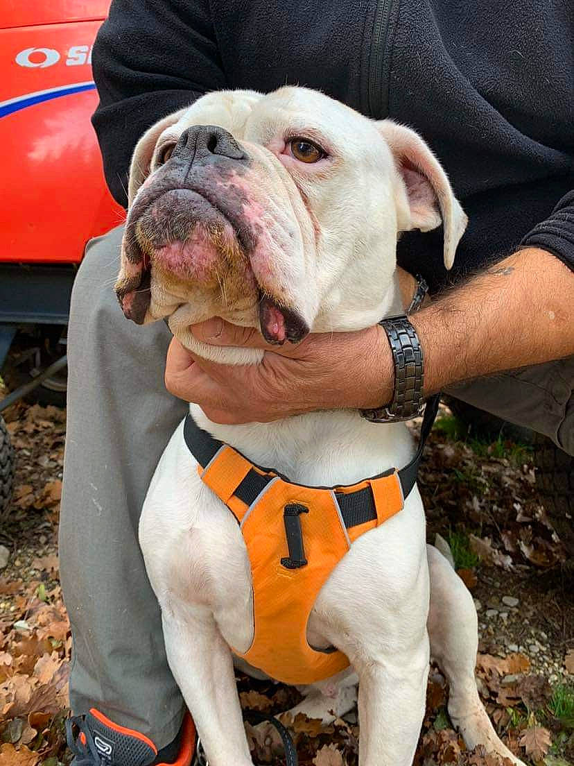 Oda a rejoint le concours — aidez-le/la à gagner de superbes lots ! adventure, bulldog, canidae, carnivore, collar, companion_dog, dog, dog_breed, dog_collar, fawn, non_sporting_group, snout, sporting_group, watch, white_english_bulldog, working_animal, wrinkle