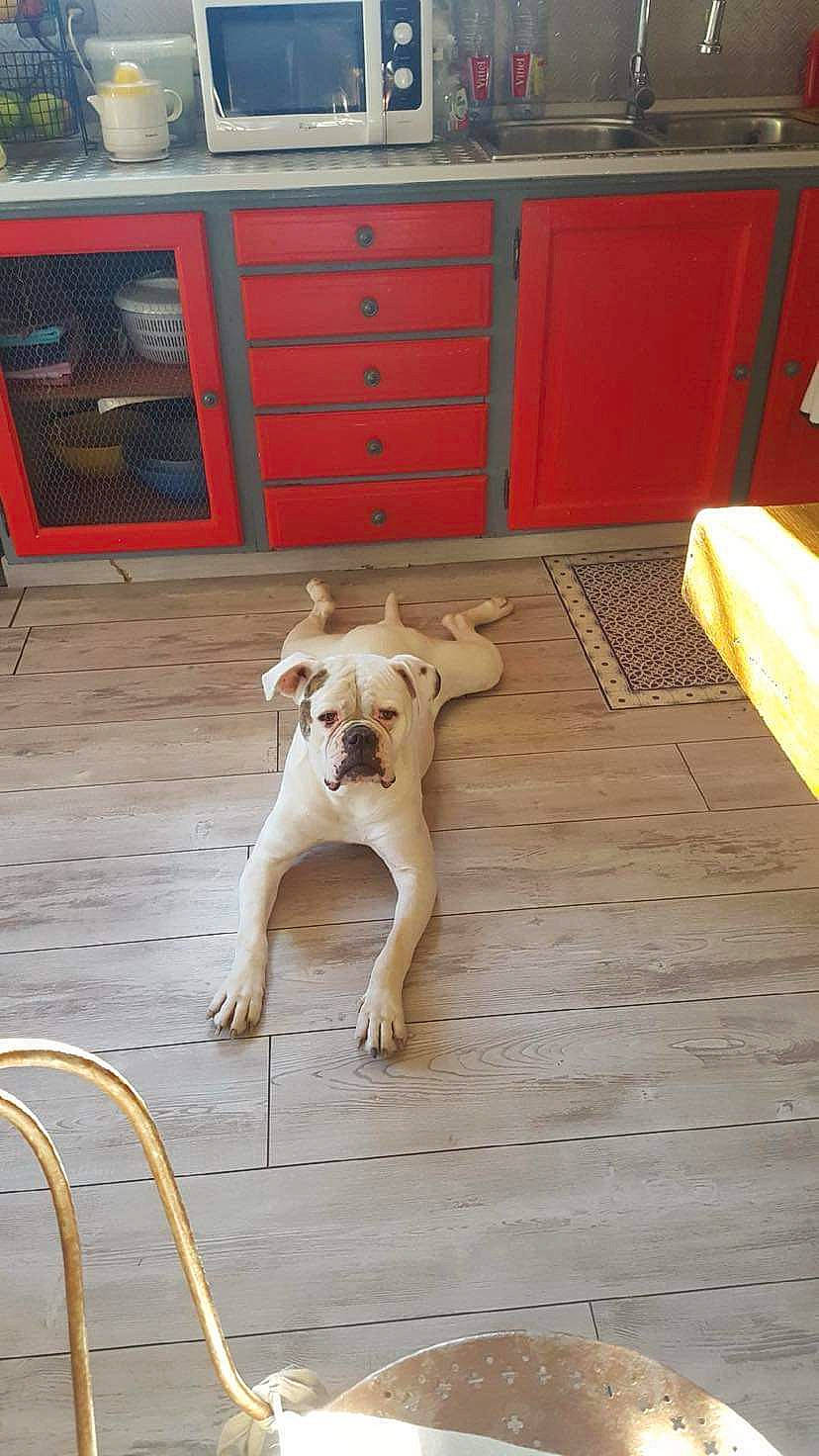 Oda a rejoint le concours — aidez-le/la à gagner de superbes lots ! cabinetry, carnivore, companion_dog, dog, dog_breed, drawer, fawn, floor, flooring, hardwood, laminate_flooring, plank, plywood, snout, tail, varnish, wood, wood_flooring, wood_stain, working_animal