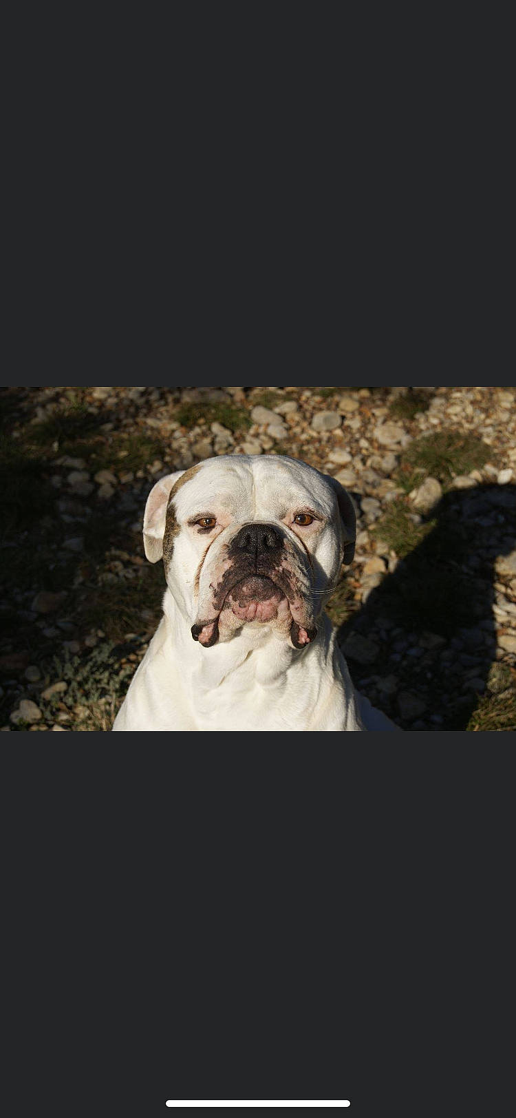 Oda participe au concours pour gagner de l'argent avec cette photo : bulldog, canidae, carnivore, comfort, companion_dog, dog, dog_breed, fawn, non_sporting_group, old_english_bulldog, snout, sporting_group, terrestrial_animal, wildlife, working_animal, wrinkle
