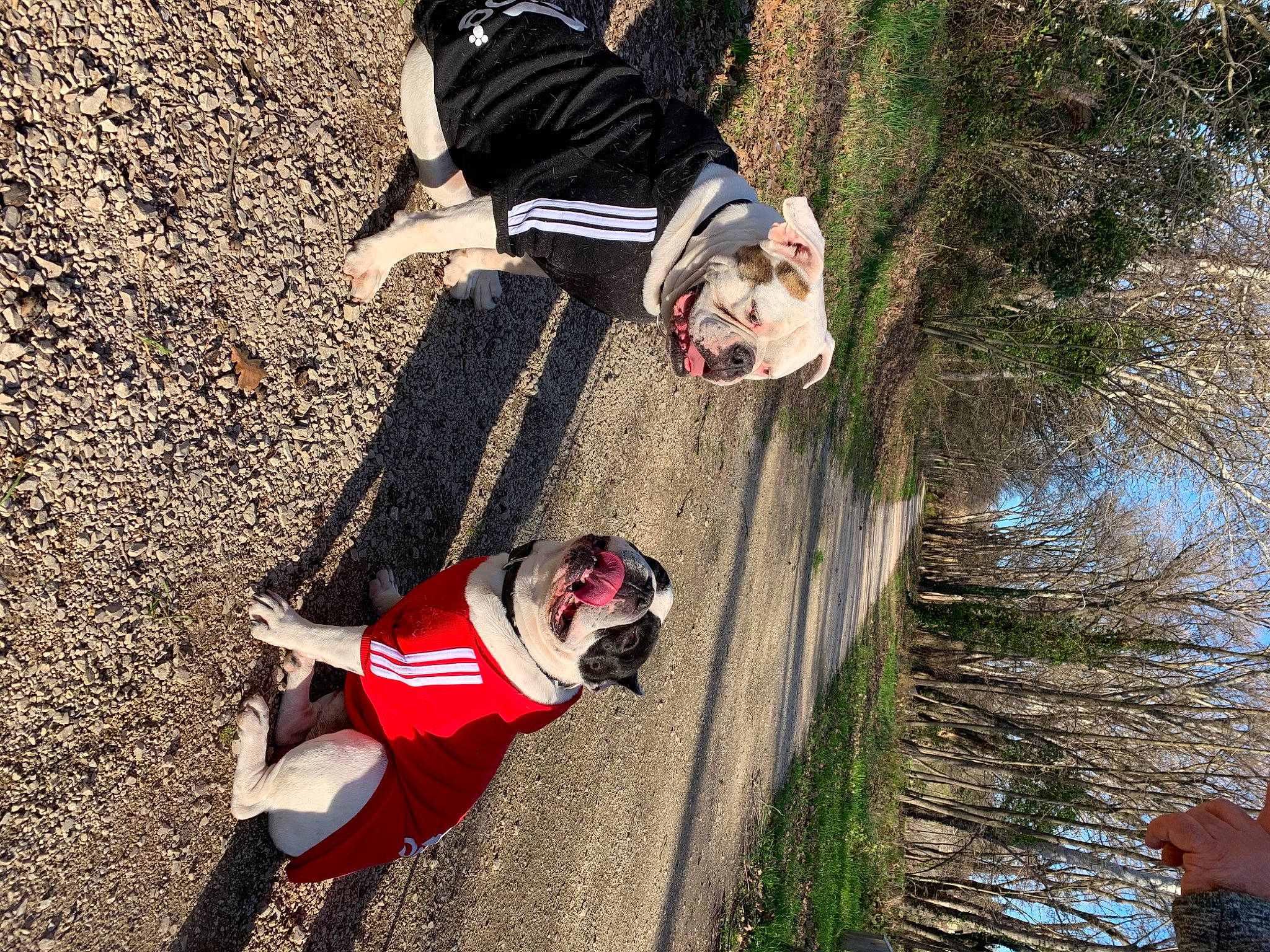 Oda a rejoint le concours — aidez-le/la à gagner de superbes lots ! adventure, canidae, carmine, carnivore, companion_dog, dog, dog_breed, fawn, fun, grass, happy, knee, leisure, people_in_nature, plant, recreation, shadow, sporting_group, tree, walking_shoe