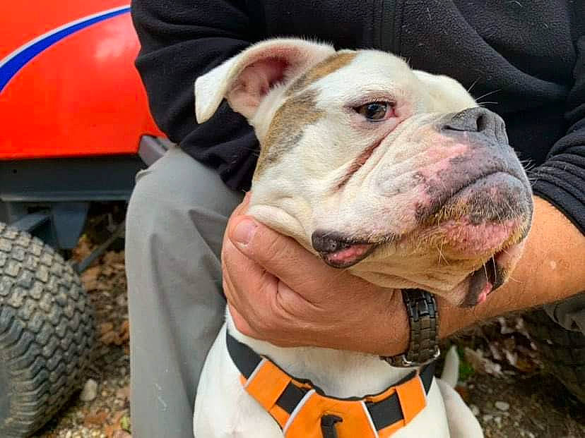 Oda participe au concours pour gagner de l'argent avec cette photo : automotive_tire, canidae, carnivore, collar, companion_dog, dog, dog_breed, dog_collar, fawn, fender, grass, molosser, sporting_group, synthetic_rubber, tire, tire_care, tread, wheel, working_animal, wrinkle