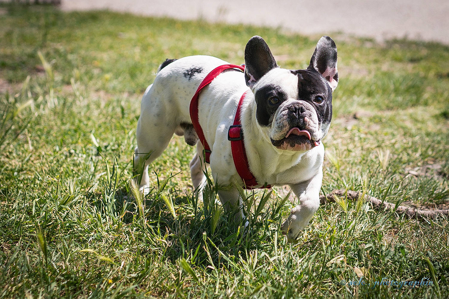 Lennon participe au concours pour gagner de l'argent avec cette photo : ball, bulldog, canidae, carnivore, collar, companion_dog, dog, dog_breed, fawn, french_bulldog, grass, molosser, non_sporting_group, plant, snout, sporting_group