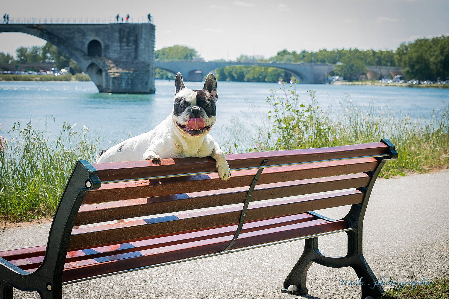 Lennon a rejoint le concours — aidez-le/la à gagner de superbes lots ! bench, carnivore, companion_dog, dog, dog_breed, fawn, grass, lake, leisure, outdoor_bench, outdoor_furniture, plant, sky, snout, street_furniture, toy_dog, tree, water, wood, working_animal