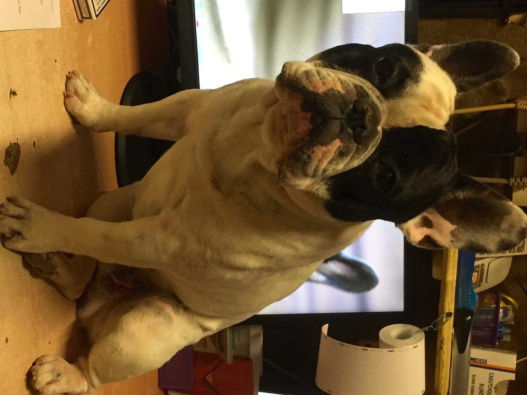 Lennon a rejoint le concours — aidez-le/la à gagner de superbes lots ! art, big_cats, canidae, carnivore, companion_dog, dog, dog_breed, extinction, fawn, felidae, fur, human_leg, jaw, sculpture, snout, sporting_group, terrestrial_animal, tourist_attraction, wood, working_animal