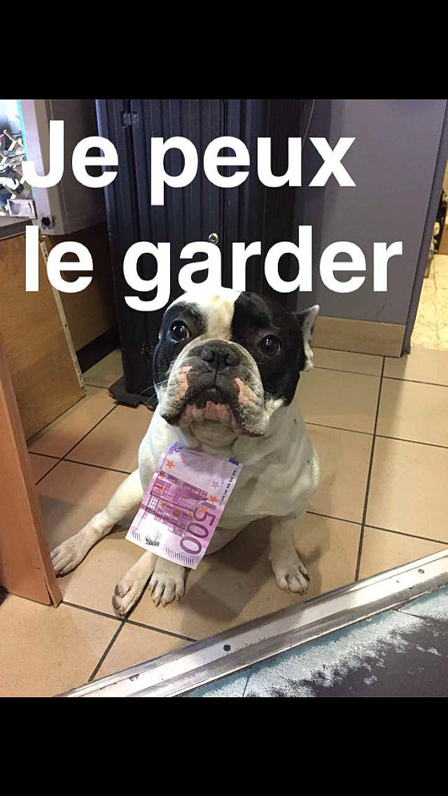 Lennon participe au concours pour gagner de l'argent avec cette photo : advertising, canidae, carnivore, collar, companion_dog, dog, dog_breed, dog_clothes, dog_supply, fawn, flooring, font, fur, non_sporting_group, pet_supply, photo_caption, snout, sporting_group, toy_dog, working_animal