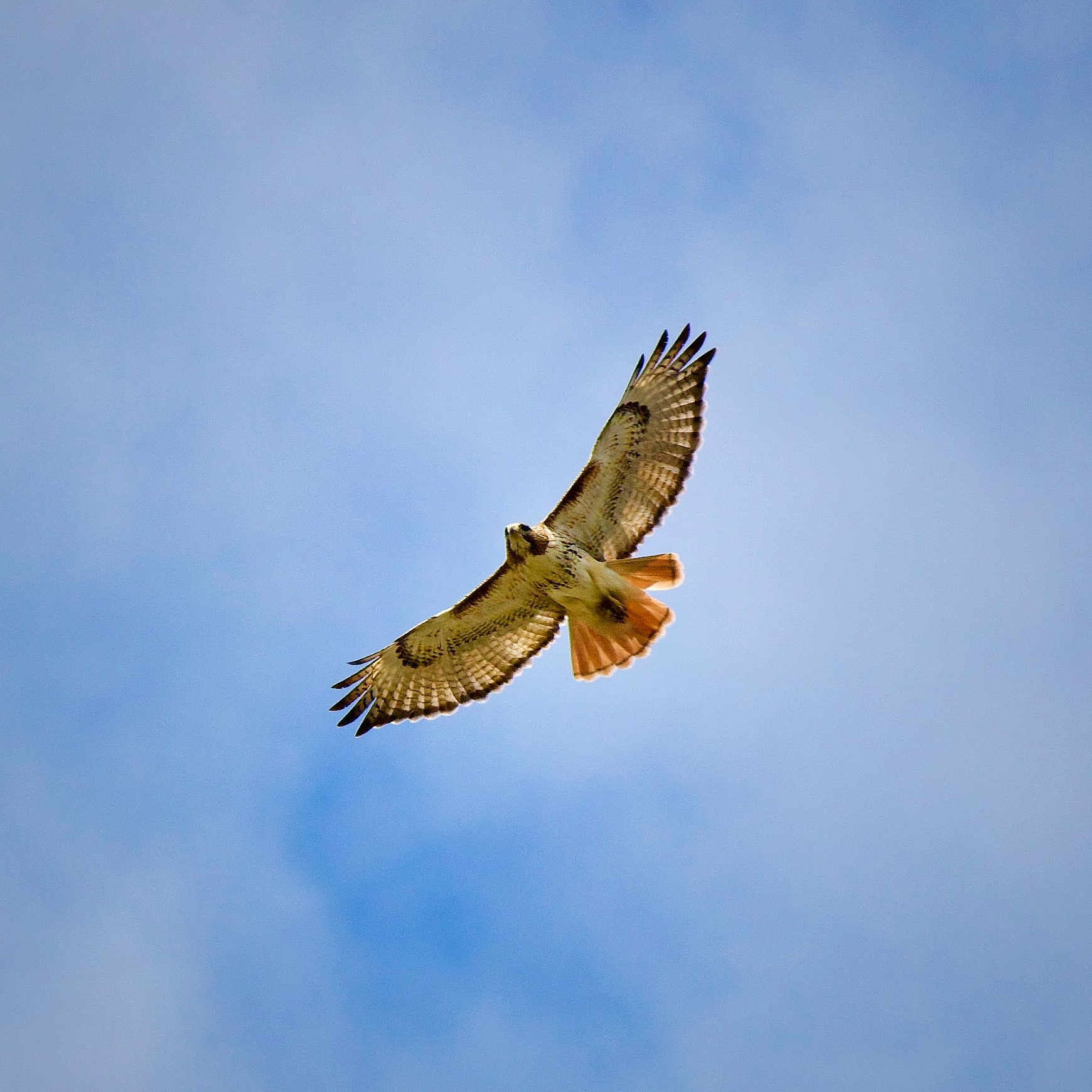 Neighborhood Hawk