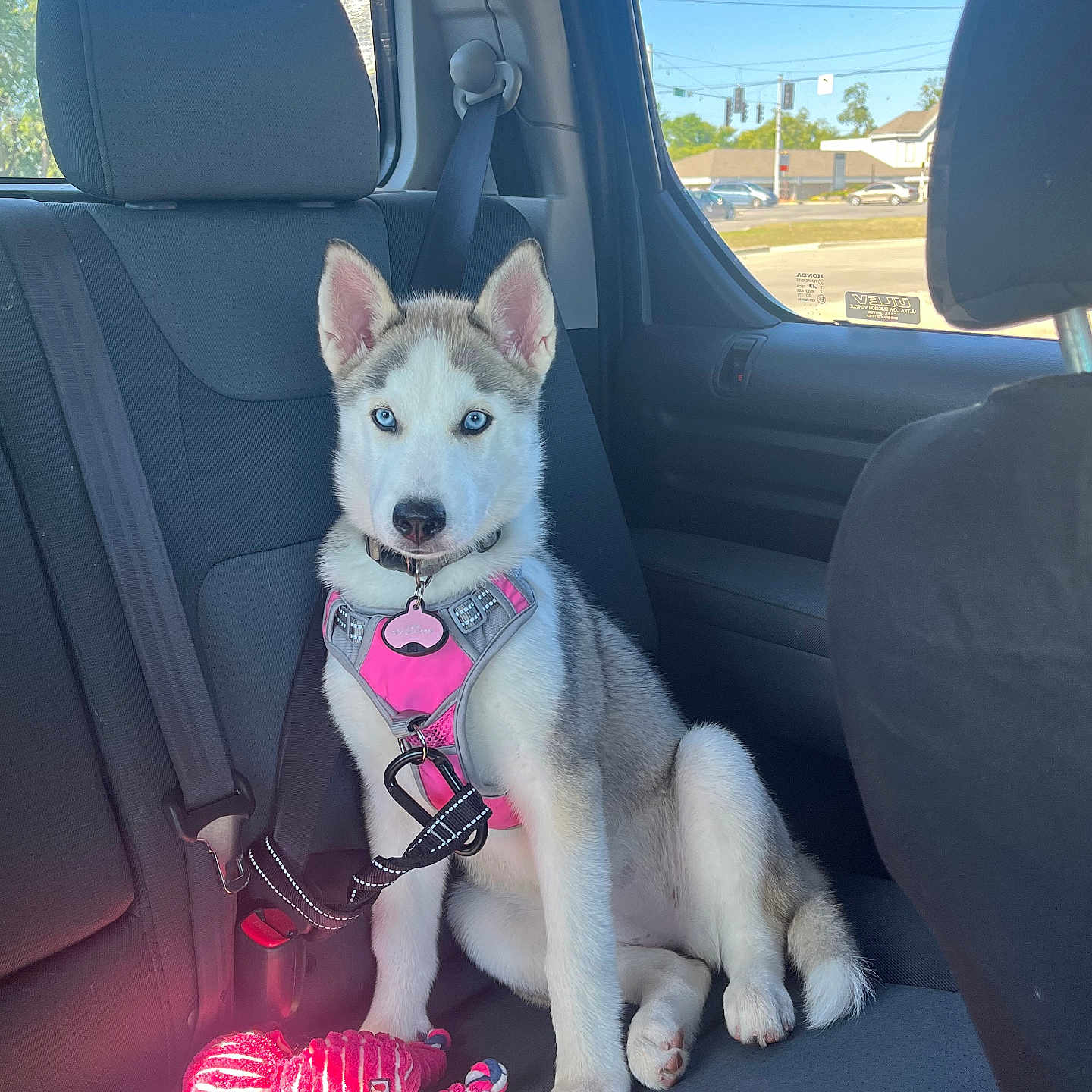Luna is registered to the contest to win money with this photo: accessories, animal, belt, canine, car, car_interior, carseat, cushion, dog, eskimodog, headrest, homedecor, husky, light, outdoors, pet, puppy, trafficlight, transportation, vehicle