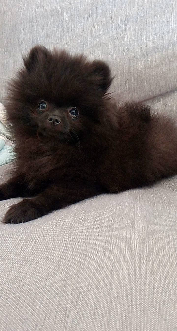 Ronald a rejoint le concours — aidez-le/la à gagner de superbes lots ! canidae, carnivore, companion_dog, dog_breed, fawn, felidae, foot, fur, german_spitz_mittel, hair, liver, paw, spitz, sporting_group, tail, terrestrial_animal, toy_dog, whiskers, wildlife, working_animal