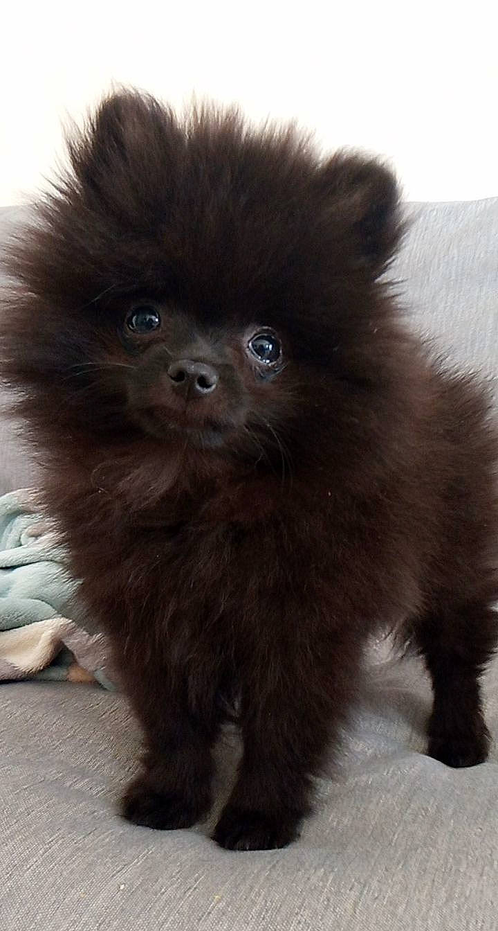 Ronald participe au concours pour gagner de l'argent avec cette photo : ancient_dog_breeds, canidae, carnivore, companion_dog, dog, dog_breed, fawn, fur, german_spitz, german_spitz_klein, german_spitz_mittel, liver, non_sporting_group, snout, spitz, sporting_group, toy_dog, volpino_italiano, whiskers, working_animal