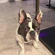 Dots joined the competition — help win amazing prizes! alert, animal, companion, curious, cute, dog, domestic, ears, eyes, face, floor, french_bulldog, indoor, looking_up, mammal, nose, pet, standing, tile, whiskers