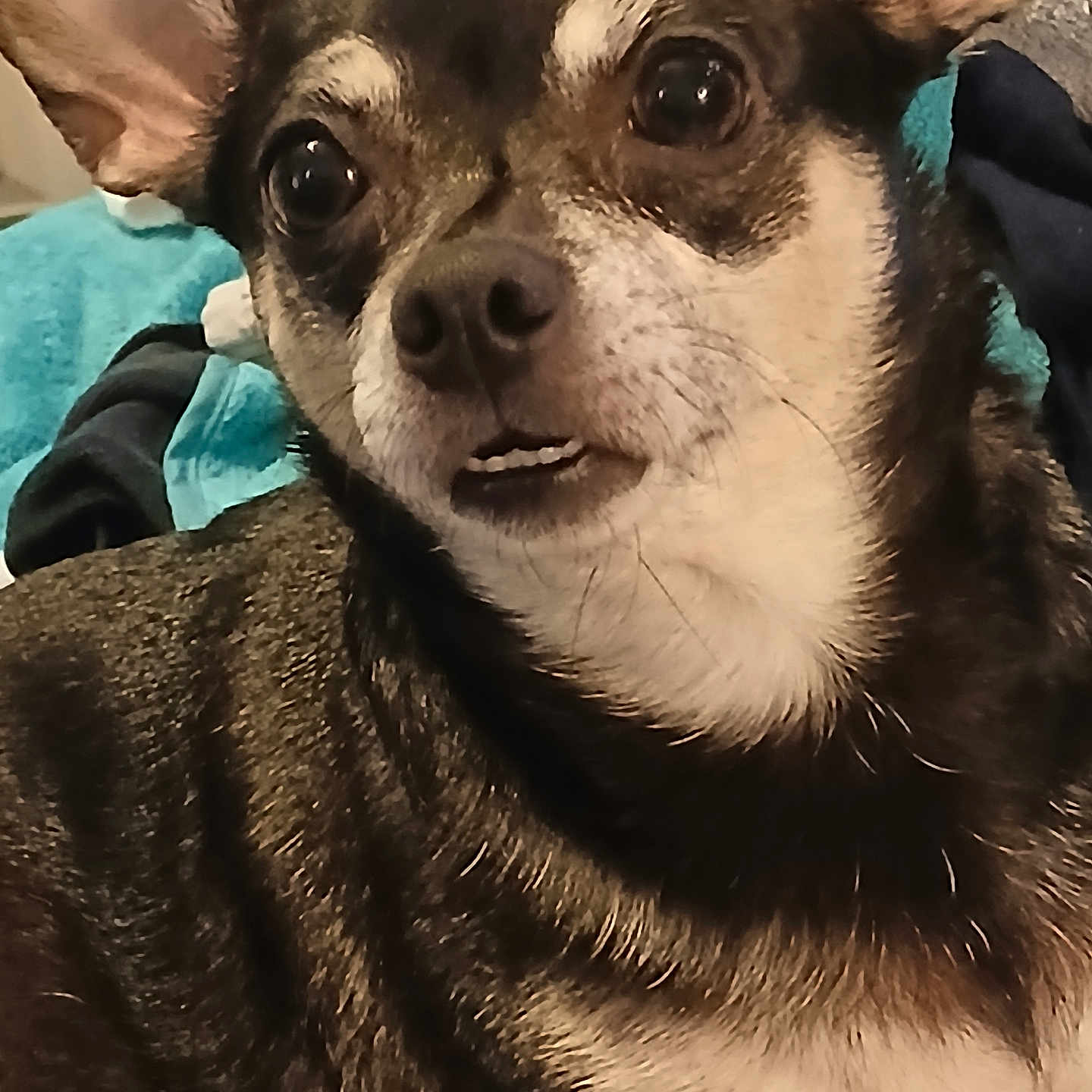 Katy Scarlett O'Hara joined the competition — help win amazing prizes! animal, black_and_tan, canine, close_up, companion, curious, cute, dog, domestic_animal, ears, expression, eyes, face, fur, indoors, muzzle, pet, portrait, small_dog, whiskers