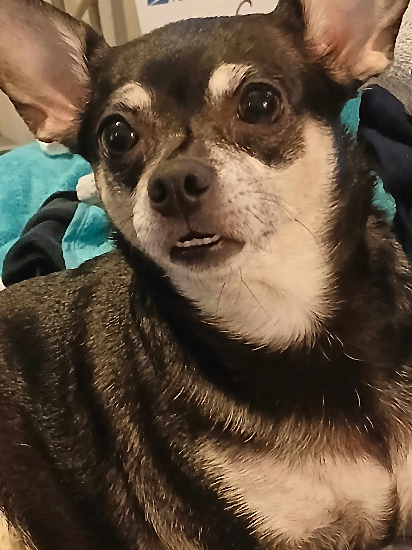 Katy Scarlett O'Hara joined the competition — help win amazing prizes! dog, close_up, pet, small_dog, ears, eyes, fur, animal, indoors, curious, expression, face, muzzle, whiskers, black_and_tan, domestic_animal, companion, cute, portrait, canine