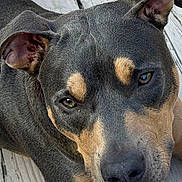 Thor joined the competition — help win amazing prizes! animal, black, brown, canine, close_up, companion, daylight, dog, domestic_animal, ears, face, fur, looking_up, nature, outdoor, pet, portrait, relaxed, snout, wooden_floor