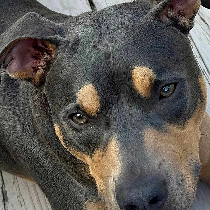 Thor