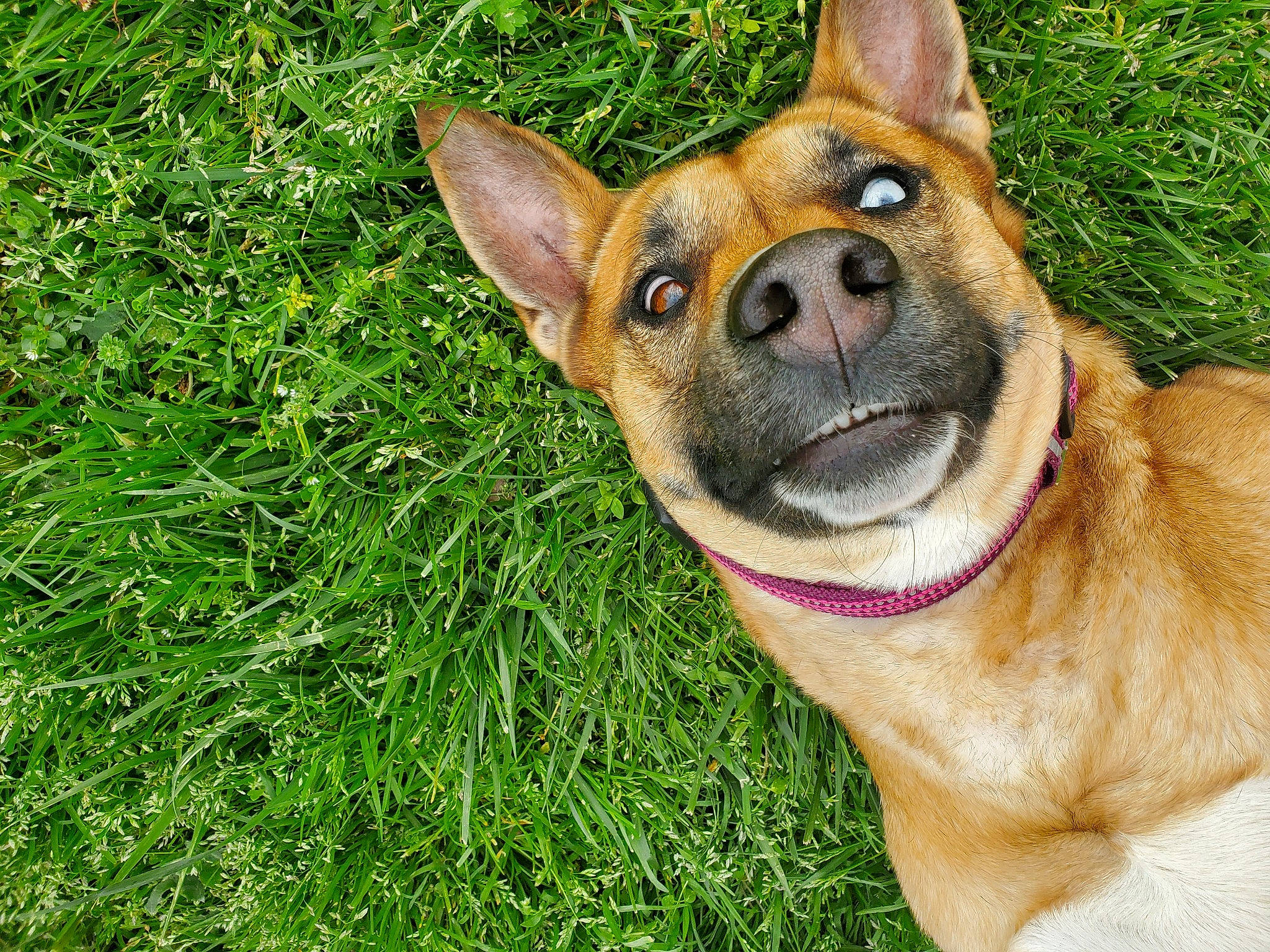 Athena joined the competition — help win amazing prizes! ancient_dog_breeds, canidae, carnivore, carolina_dog, collar, companion_dog, dog, dog_breed, dog_collar, fawn, german_shepherd_dog, grass, kunming_wolfdog, lawn, mammal, snout, tongue, vertebrate, whiskers, working_dog