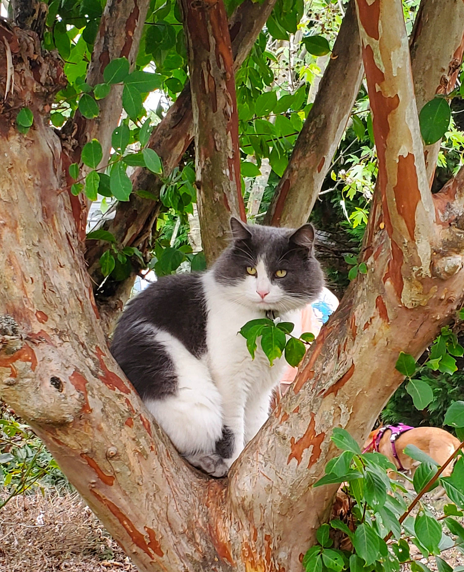 Winston Churchill is registered to the contest to win money with this photo: aegean_cat, botany, branch, carnivore, cat, domestic_short_haired_cat, european_shorthair, felidae, leaf, norwegian_forest_cat, plant, small_to_medium_sized_cats, tail, tree, trunk, whiskers, woody_plant