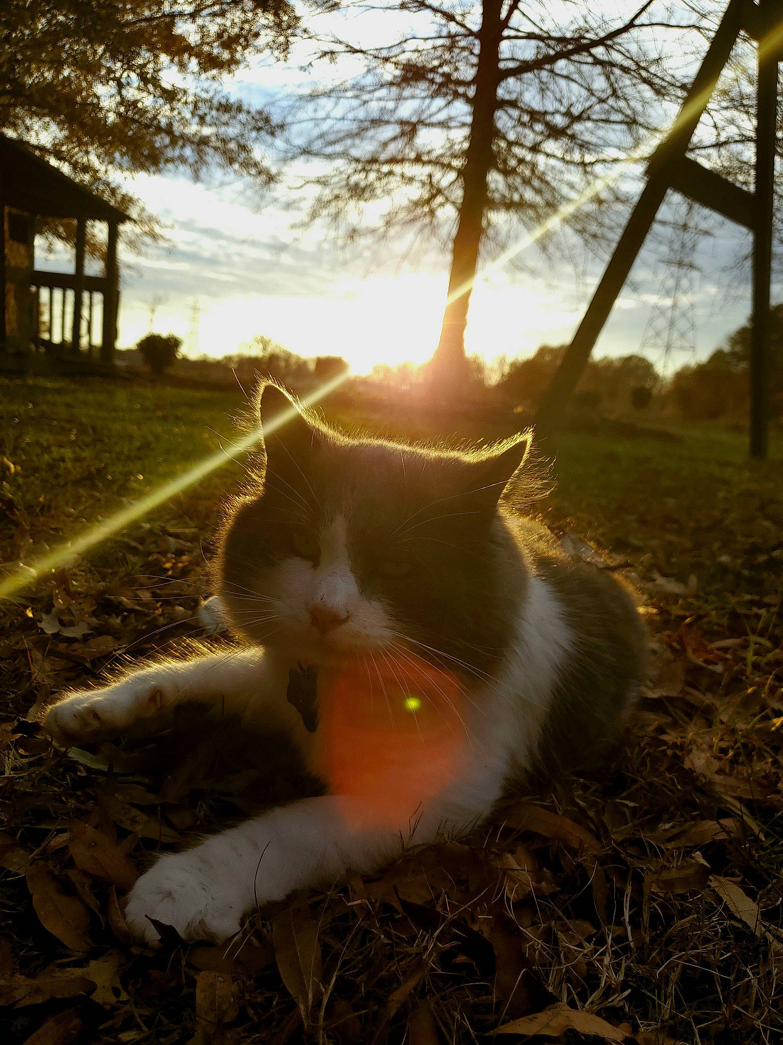 Winston Churchill joined the competition — help win amazing prizes! branch, cat, felidae, fur, grass, light, morning, sky, small_to_medium_sized_cats, snout, sunlight, tail, tree, turkish_van, whiskers