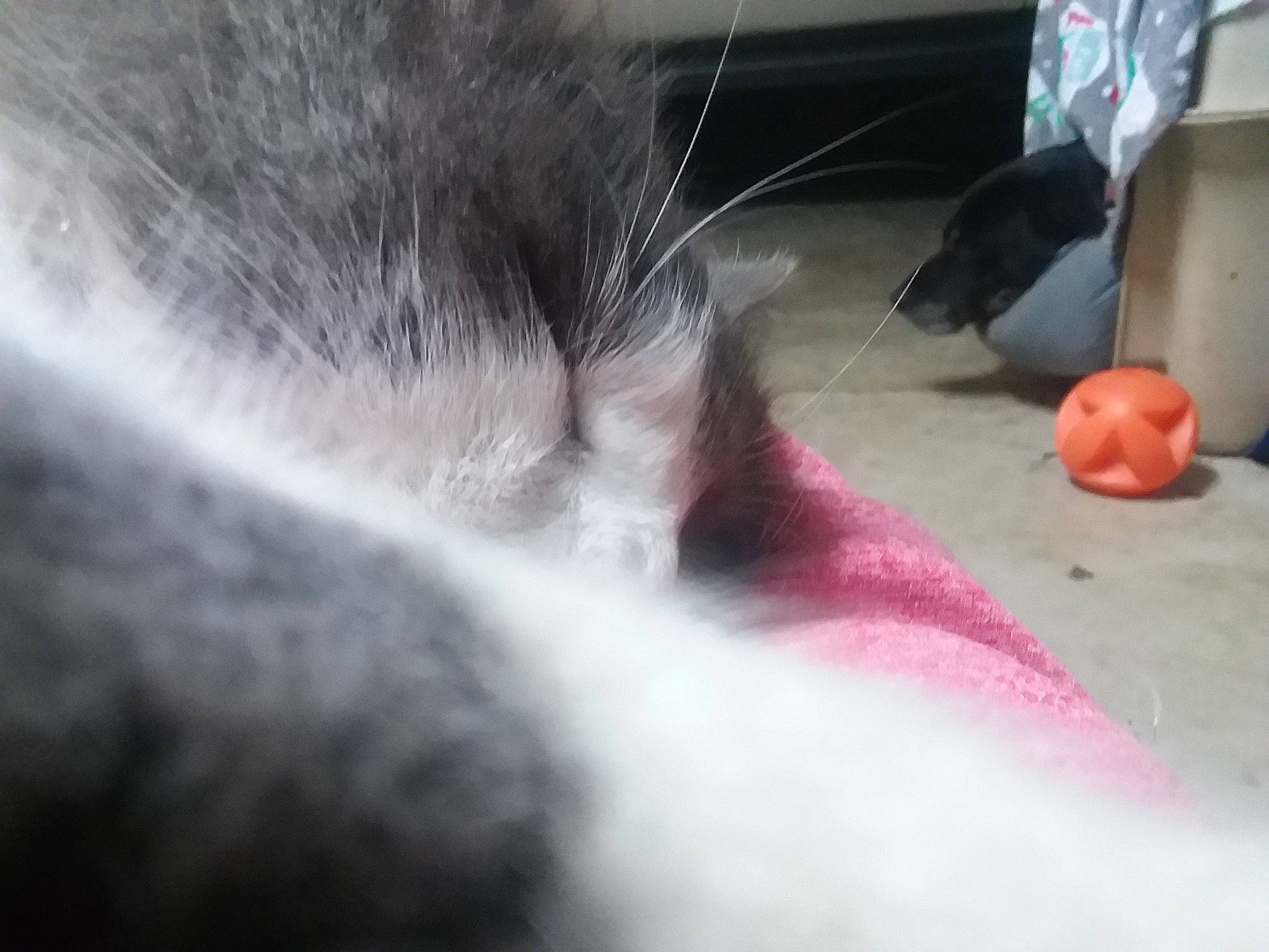 Winston Churchill joined the competition — help win amazing prizes! carnivore, cat, ear, felidae, fur, nose, paw, small_to_medium_sized_cats, snout, whiskers