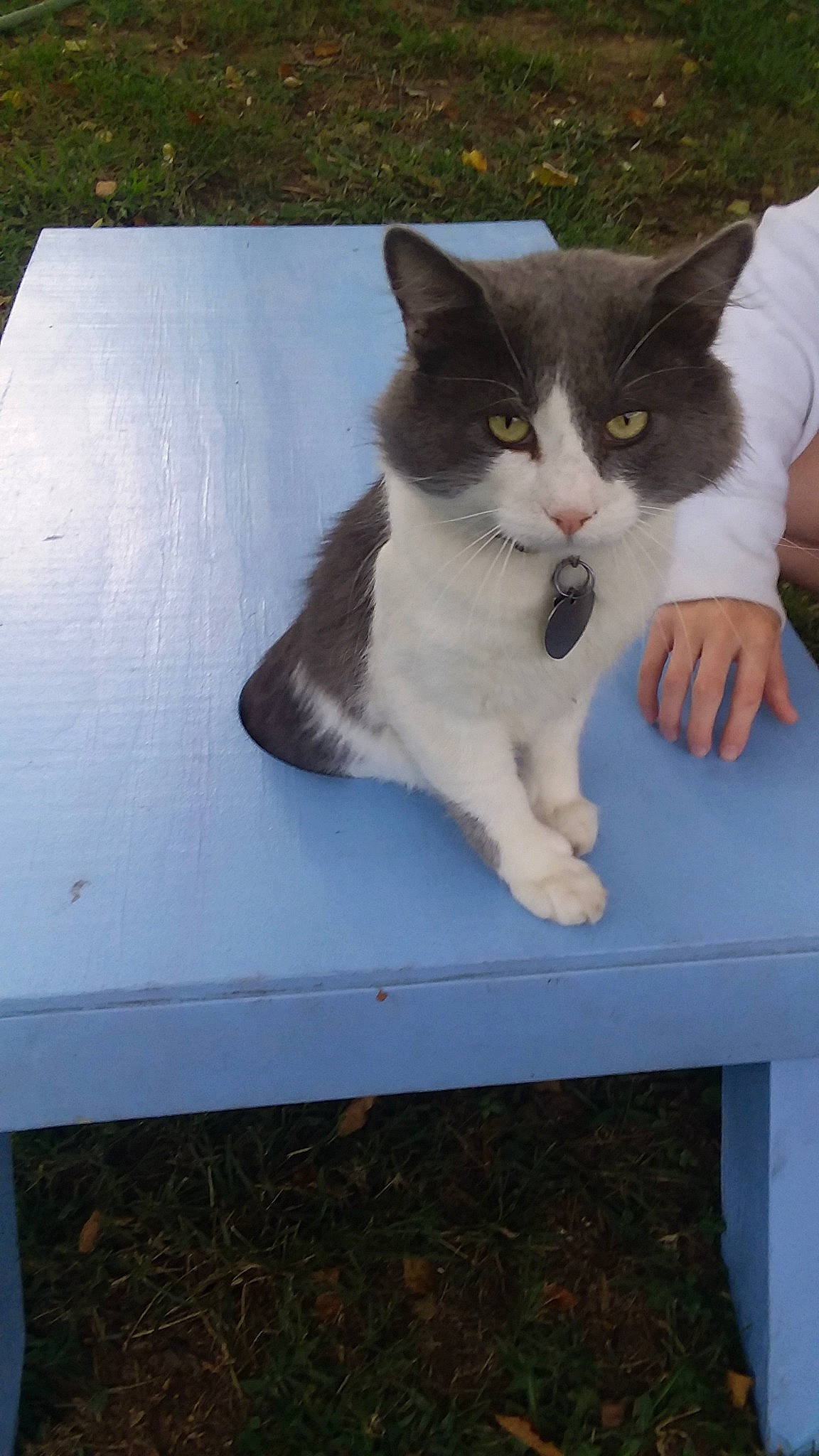 Winston Churchill joined the competition — help win amazing prizes! aegean_cat, carnivore, cat, domestic_long_haired_cat, domestic_short_haired_cat, european_shorthair, felidae, kitten, polydactyl_cat, small_to_medium_sized_cats, tail, whiskers