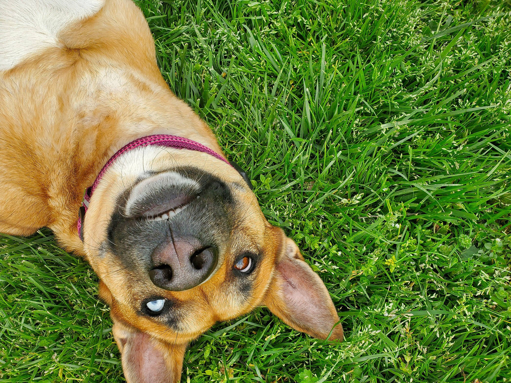 Athena joined the competition — help win amazing prizes! canidae, carnivore, dog, dog_breed, fawn, grass, lawn, plant, puggle, puppy, snout