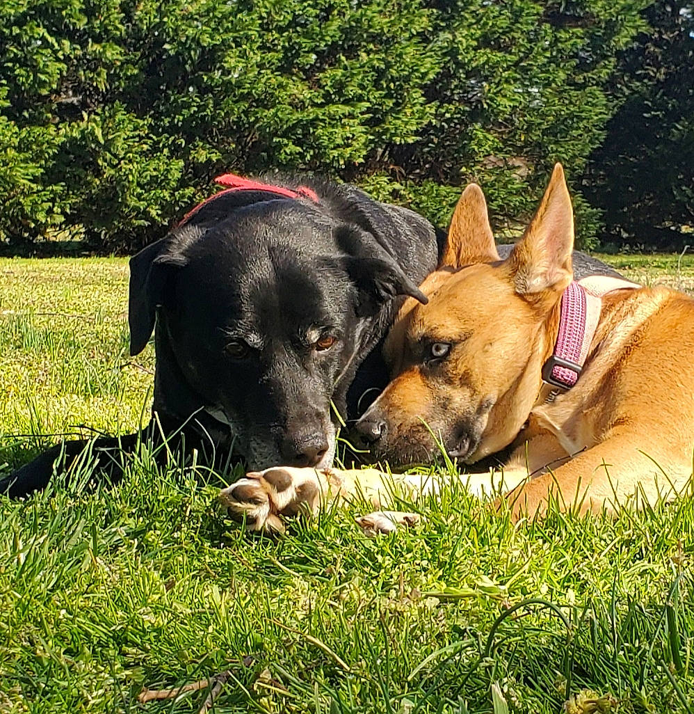 Athena is registered to the contest to win money with this photo: canidae, carnivore, dog, dog_breed, ear, fawn, grass, lawn, mammal, plant, rare_breed_dog, snout, sporting_group, vertebrate, working_dog