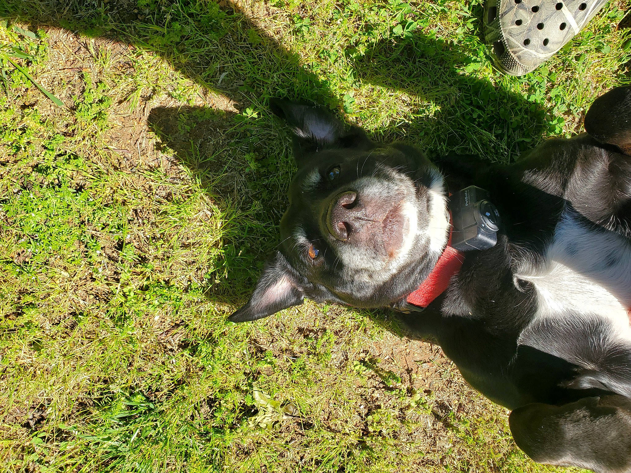 Belvedeere Chaos joined the competition — help win amazing prizes! american_bulldog, canidae, carnivore, dog, dog_breed, french_bulldog, grass, lawn, non_sporting_group, plant, snout, sporting_group