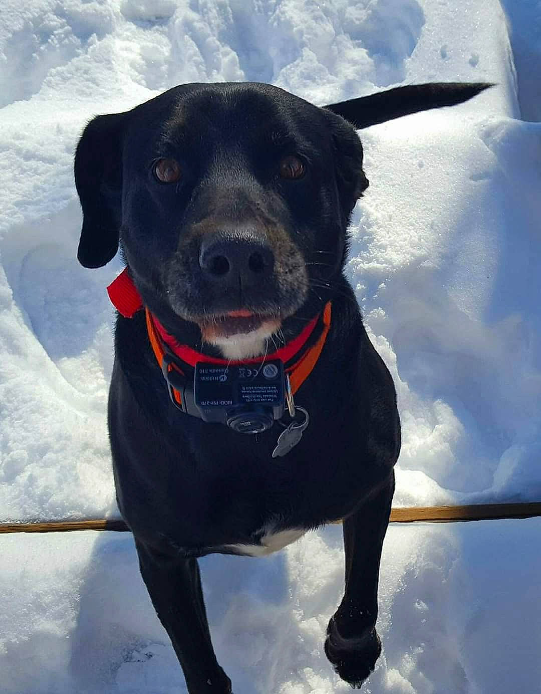 Belvedeere Chaos joined the competition — help win amazing prizes! beagador, borador, canidae, carnivore, dog, dog_breed, dog_collar, hunting_dog, labrador_retriever, patterdale_terrier, pointing_breed, puppy, rare_breed_dog, retriever, snout, snow, sporting_group, winter