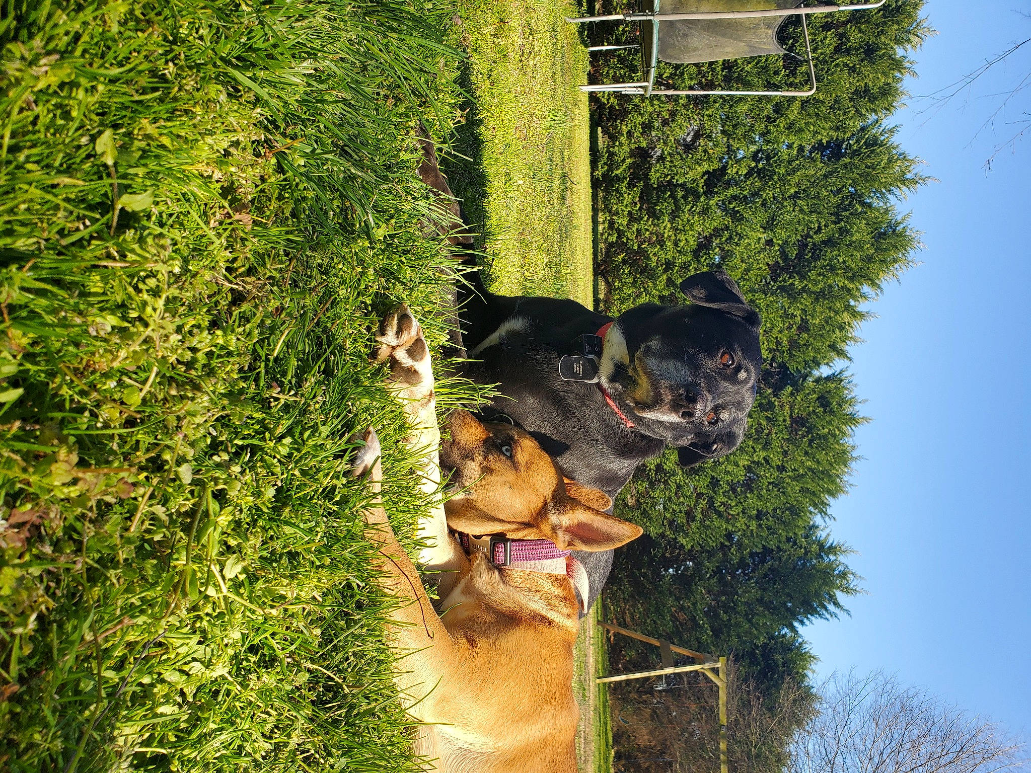 Belvedeere Chaos joined the competition — help win amazing prizes! airedale_terrier, canidae, carnivore, dog, dog_breed, guard_dog, hovawart, plant, shrub, sporting_group, tree, welsh_terrier