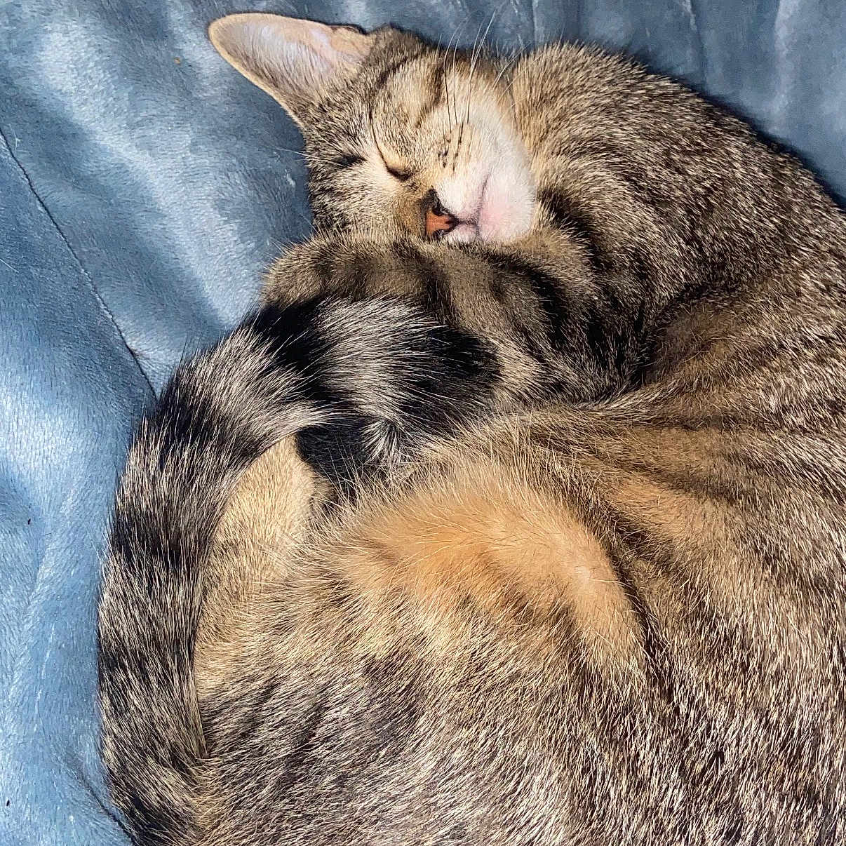 Chloe is registered to the contest to win money with this photo: animal, blanket, cat, cozy, curled_up, cute, domestic_cat, ears, feline, fur, indoor, nap, pet, relaxation, resting, sleeping, soft, tabby, tail, whiskers