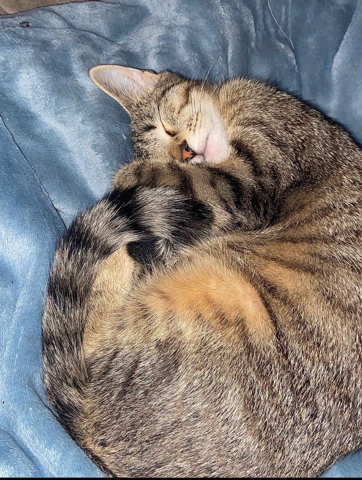 Chloe is registered to the contest to win money with this photo: cat, tabby, sleeping, curled_up, tail, feline, pet, animal, cozy, blanket, soft, resting, cute, whiskers, ears, fur, domestic_cat, indoor, relaxation, nap