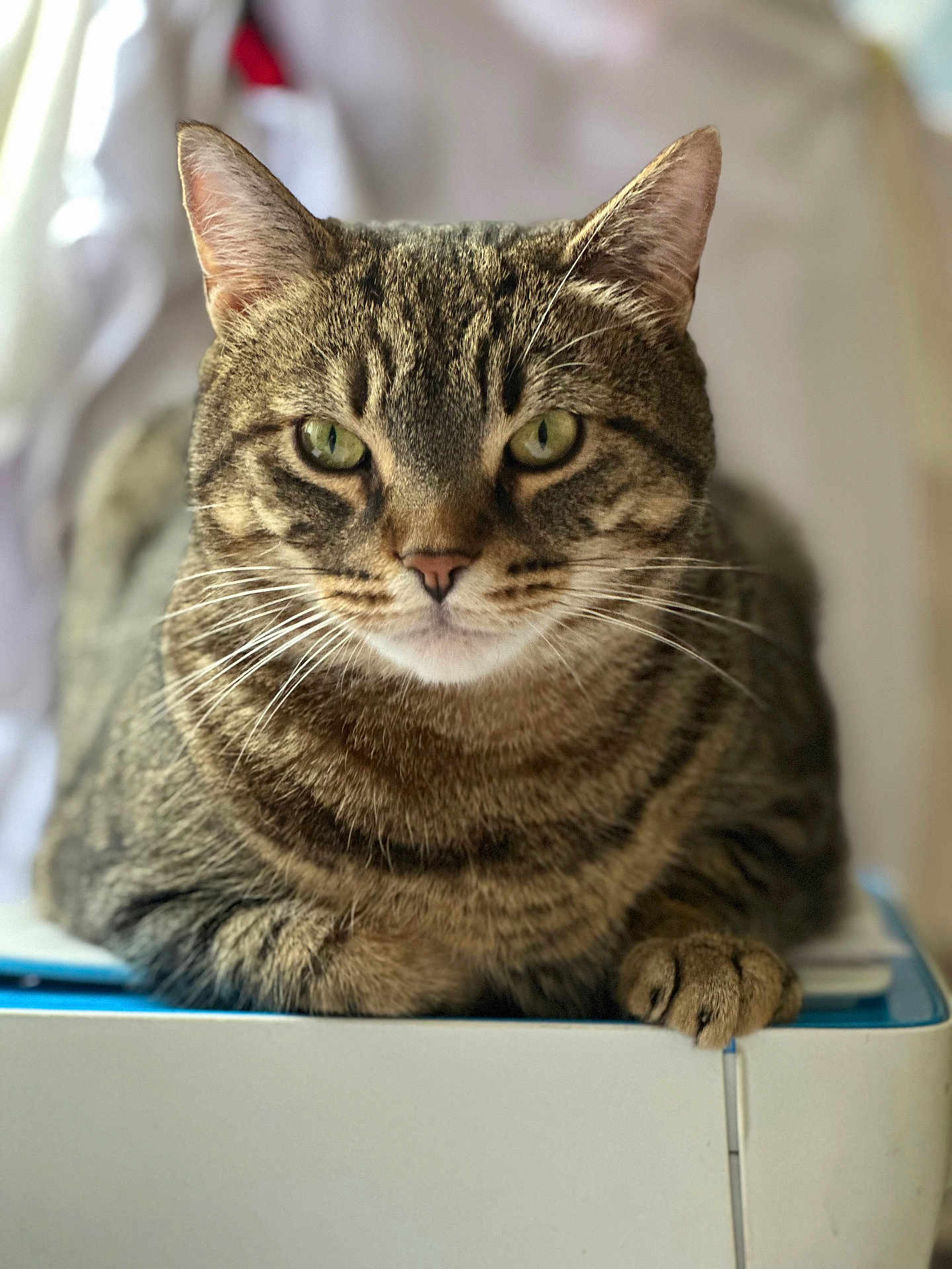 Ninou participe au concours pour gagner de l'argent avec cette photo : cat, tabby, pet, animal, feline, whiskers, green_eyes, fur, paw, close_up, indoor, relaxed, portrait, cute, mammal, domestic_animal, sitting, looking_at_camera, soft_light, blurred_background