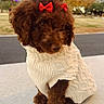adorable, animal, autumn, brown_fur, cozy, cute, cute_pet, dog, fall, fur, knitted_sweater, outdoor, park, pet, portrait, puppy, red_bow, sitting, small_dog, young_dog