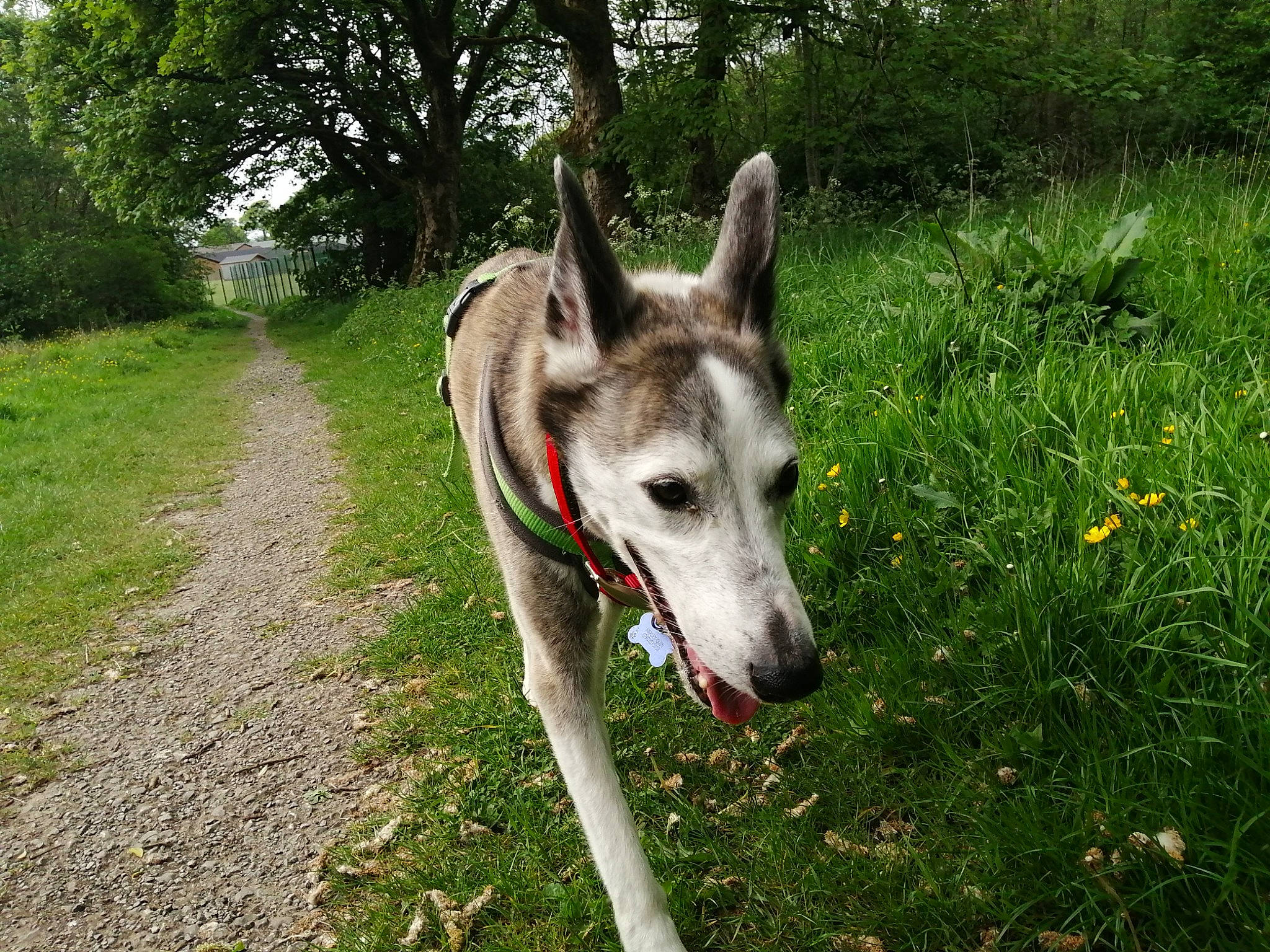 Harley-quin is registered to the contest to win money with this photo: carnivore, collar, companion_dog, dog, dog_breed, fawn, flower, grass, plant, terrestrial_animal, tree, working_animal, working_dog