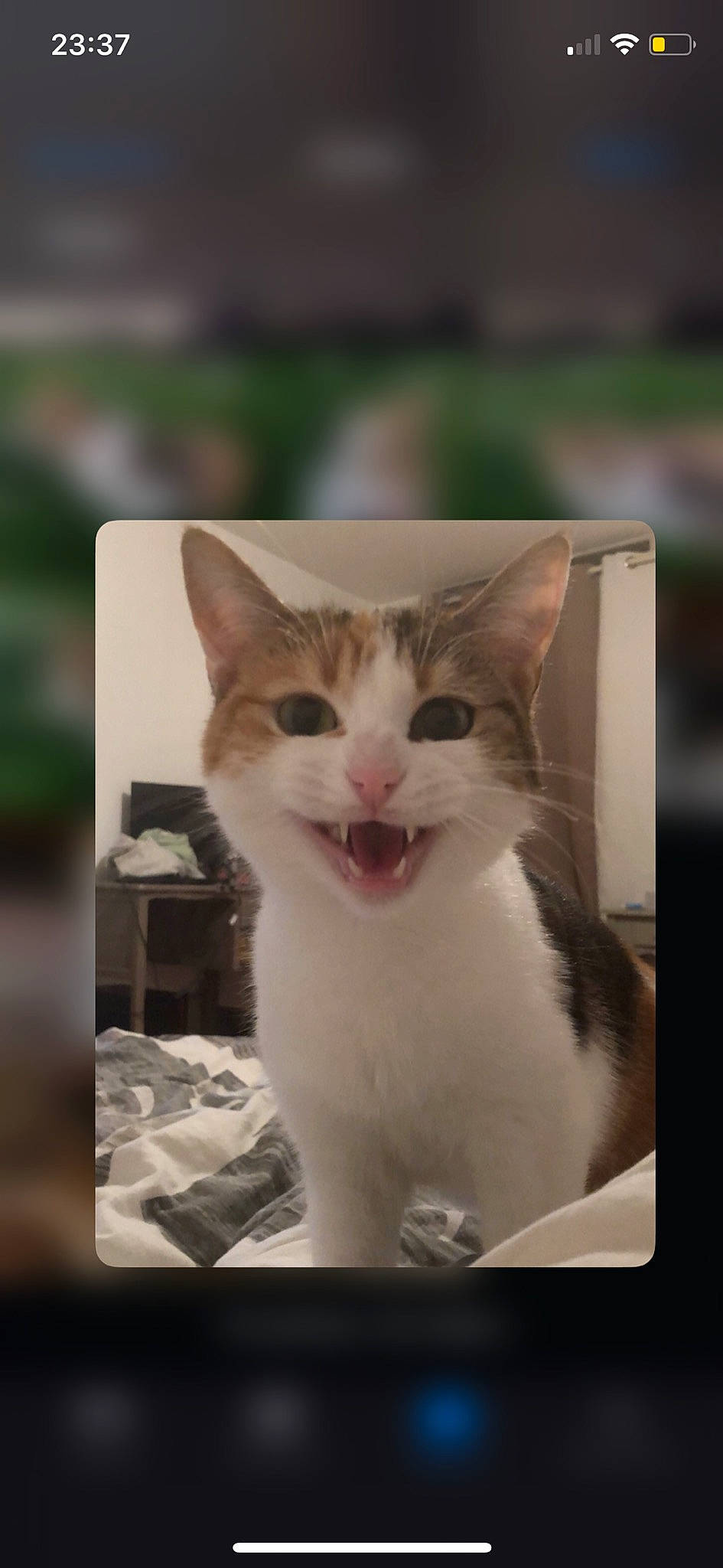 Mulan a rejoint le concours — aidez-le/la à gagner de superbes lots ! aegean_cat, american_wirehair, asian, carnivore, cat, domestic_short_haired_cat, european_shorthair, facial_expression, felidae, fur, kitten, photo_caption, photography, small_to_medium_sized_cats, snout, turkish_van, whiskers, window