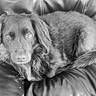 dog, canine, pet, animal, floppy_ears, long_hair, brownie, lying_down, curled_up, couch, cushion, indoor, portrait, black_and_white, monochrome, close_up, gazing, relaxed, collar, cozy