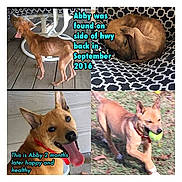 Abby joined the competition — help win amazing prizes! dog, puppy, rescue_dog, before_and_after, transformation, happy, healthy, brown_dog, tan_dog, tongue_out, playing, tennis_ball, red_collar, outdoor, indoor, collage, pet, animal_rescue, found_dog, text_overlay