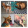dog, puppy, rescue_dog, before_and_after, transformation, happy, healthy, brown_dog, tan_dog, tongue_out, playing, tennis_ball, red_collar, outdoor, indoor, collage, pet, animal_rescue, found_dog, text_overlay