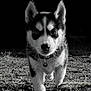 puppy, dog, husky, black_and_white, outdoor, grass, rocks, walking, animal, collar, pet, cute, portrait, fur, closeup, nature, young, mammal, ground, focus
