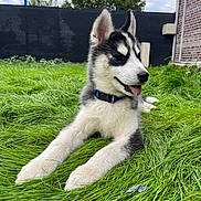 Aïko a rejoint le concours — aidez-le/la à gagner de superbes lots ! dog, puppy, siberian_husky, grass, outdoor, pet, animal, tongue_out, collar, fur, ears, black_and_white, greenery, fence, brick_wall, cloudy_sky, nature, young_dog, playful, resting