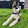 dog, puppy, siberian_husky, grass, outdoor, pet, animal, tongue_out, collar, fur, ears, black_and_white, greenery, fence, brick_wall, cloudy_sky, nature, young_dog, playful, resting