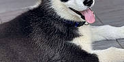 Aïko a rejoint le concours — aidez-le/la à gagner de superbes lots ! dog, puppy, husky, tongue_out, lying_down, floor, tile, black_and_white_fur, playful, pet, animal, collar, cute, young, indoor, fur, ears_up, alert, canine, resting