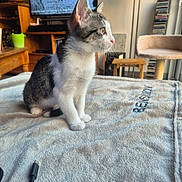 Beryl a rejoint le concours — aidez-le/la à gagner de superbes lots ! animal, astronaut, blanket, cat, cat_tree, cord, cozy, curious, embroidery, furniture, indoor, kitten, lamp, living_room, pet, side_view, soft_texture, space, tv_screen, wooden_table