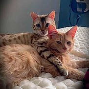 Silas joined the competition — help win amazing prizes! cat, cats, cuddling, bed, blanket, feline, fur, indoor, pet, cute, animal, resting, orange_cat, spotted_cat, blue_eyes, paw, quilt, musical_instrument, bass_guitar, relaxing