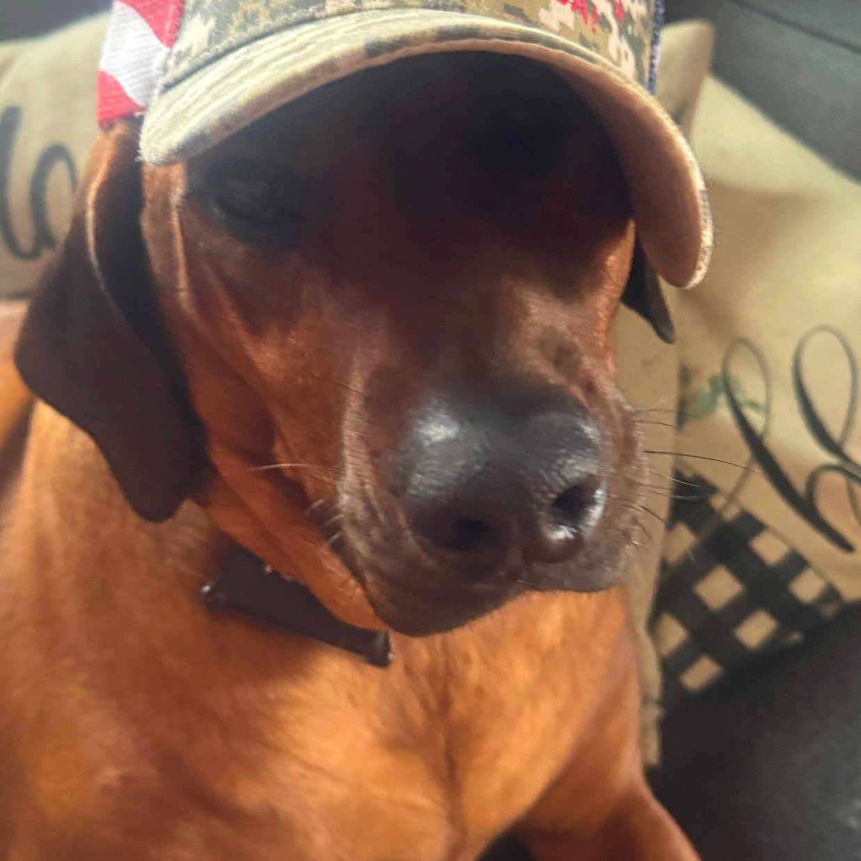 Imani joined the competition — help win amazing prizes! animal, brown_dog, camouflage_hat, canine, close_up, collar, couch, dog, domestic_animal, ears, fur, hat, indoor, living_room, pet, pillow, political_hat, relaxed, resting, snout