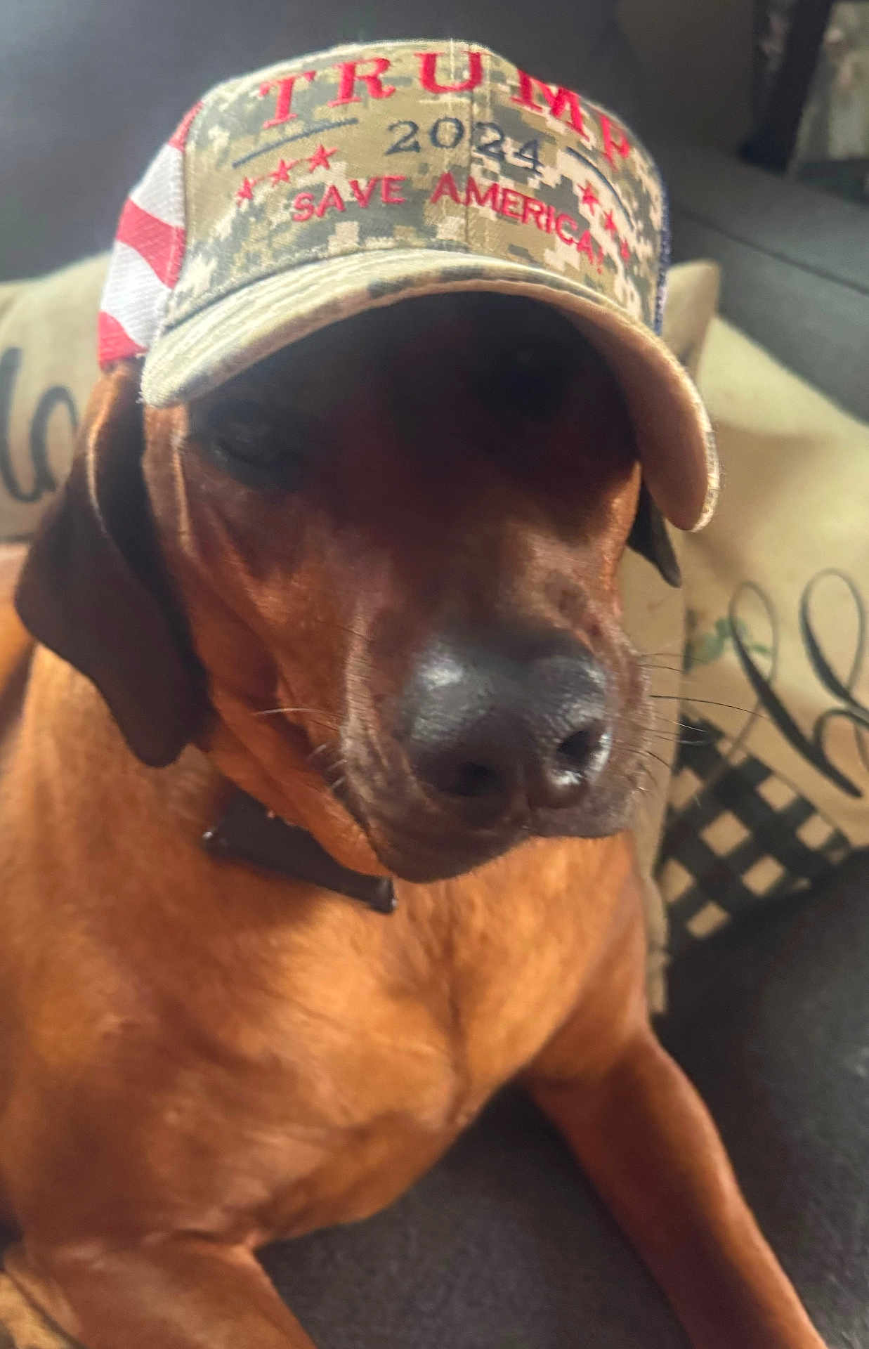 Imani joined the competition — help win amazing prizes! dog, brown_dog, hat, camouflage_hat, political_hat, couch, pillow, indoor, pet, animal, close_up, resting, canine, domestic_animal, fur, snout, ears, collar, living_room, relaxed