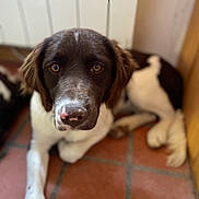 Alyzee a rejoint le concours — aidez-le/la à gagner de superbes lots ! animal, brown, canine, companion, cute, dog, domestic_animal, ears, floor, friendly, fur, indoor, laying_down, looking_up, mammal, nose, pet, portrait, tile, white