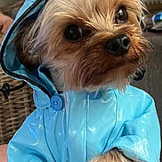Toby joined the competition — help win amazing prizes! dog, small_dog, raincoat, blue_clothing, hood, pet, cute, fluffy, fur, indoor, hand, button, closeup, portrait, animal, domestic_animal, looking, shiny, wet_look, curious